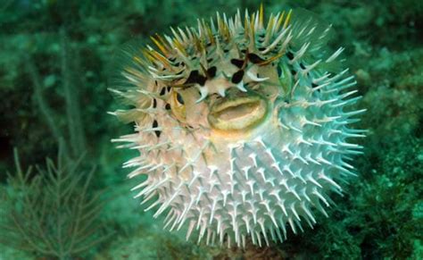 Men Taken Ill After Eating Poisonous Puffer Fish