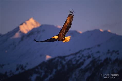 Bald eagles photos | eagle images | Photos bald eagles fighting in Alaska