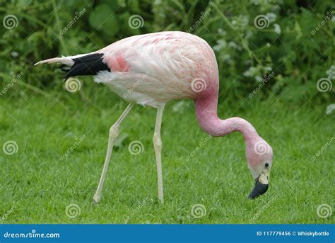 Andean Flamingo stock photo. Image of andinus, exotic - 117779456