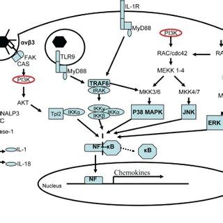 Inflammatory Response To Adenovirus Infection CAR Or Integrin Binding