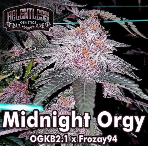 Midnight Orgy Relentless Genetics Cannabis Strain Info