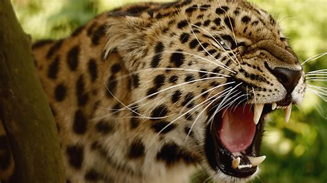 Leopard Wallpapers Hd Free Download