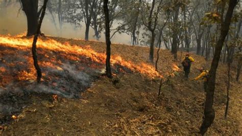 Colillas De Cigarro Y Fogatas Las Principales Causas De Incendios