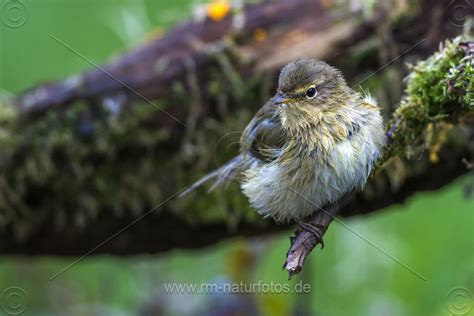 Zilpzalp | Naturfotografie – Rolf Müller