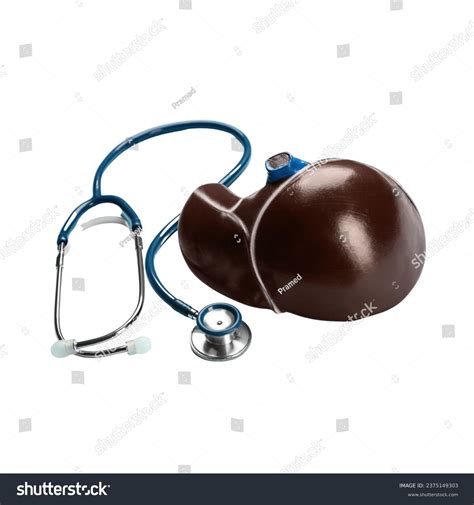 Gallstones Gallbladder Acute Pancreatitis Anatomy Bright Stock Photo ...