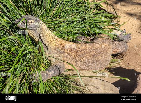 Un Drag N De Komodo La Especie De Lagarto M S Grande Del Mundo