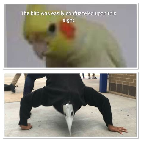 The Best Birb Memes Memedroid