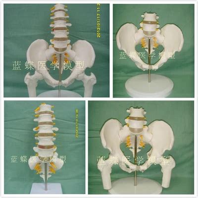 Pelvis Femenina Con Dos V Rtebras Lumbares Modelo De Esqueleto Humano