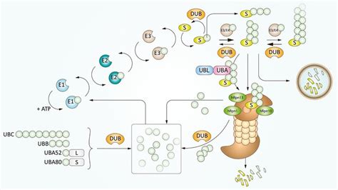 Ubiquitin Proteasome System Ubiquitin Is Synthesized In The Form Of Download Scientific