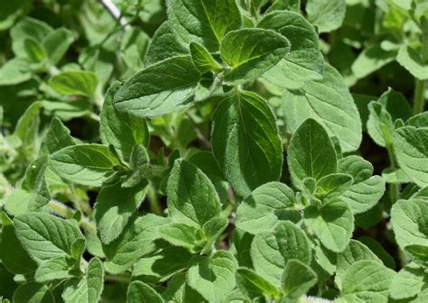 The Best Way To Grow Oregano In Containers The Good Gardener