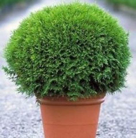 Туя западная Литл Гиант (Thuja occidentalis Little Giant)