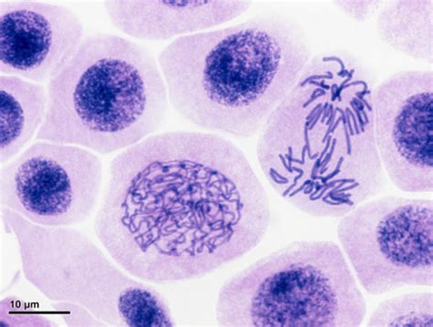 Chapter Controlled Hybridization Self Incompatibility Male Sterility And Sex Inheritance