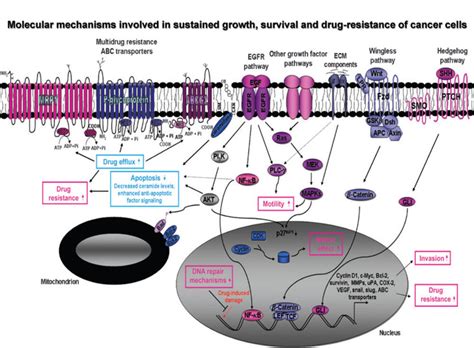 Schematic Showing The Possible Molecular Mechanisms Involved In The