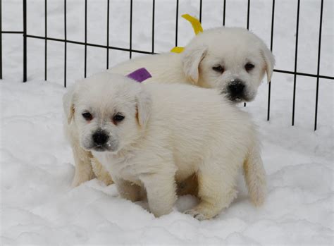 White Lab Puppies 1 Amazing White Labs English White Lab Puppies