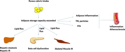 Frontiers Obesity And Cardiovascular Disease The Emerging Role Of