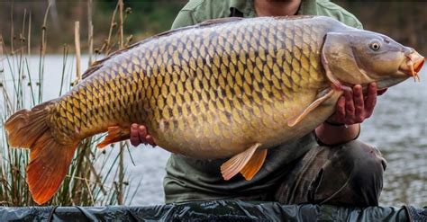What Do Carp Eat? 9 Foods In Their Diet - IMP WORLD