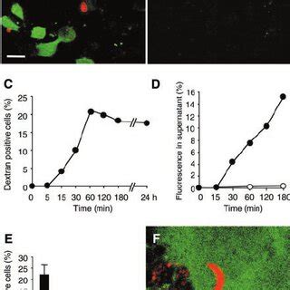 PDF Migration Of Plasmodium Sporozoites Through Cells Before Infection