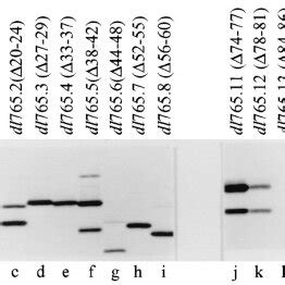 Immunoprecipitation of wild-type and mutant RID ␣ pro- teins. KB cells ... 