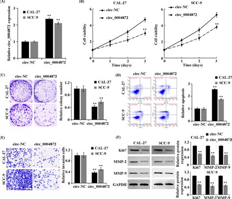 Circ 0004872 Inhibits The Proliferation And Invasion And Promotes