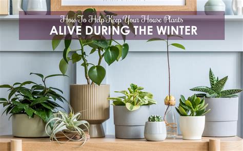 How To Keep Your House Plants Alive During The Winter Berkshire