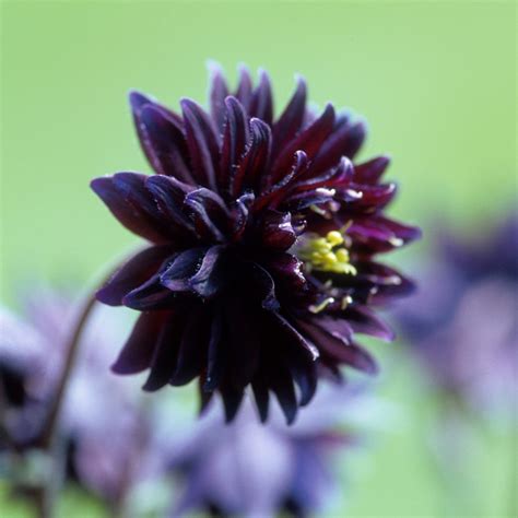 Aquilegia Black Barlow J Parker Dutch Bulbs