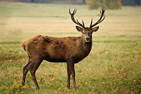 Red Stag For Sale - Cold Creek Ranch Texas