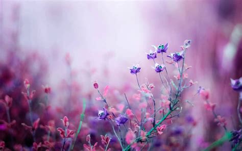 Purple Flowers Field Wallpaper