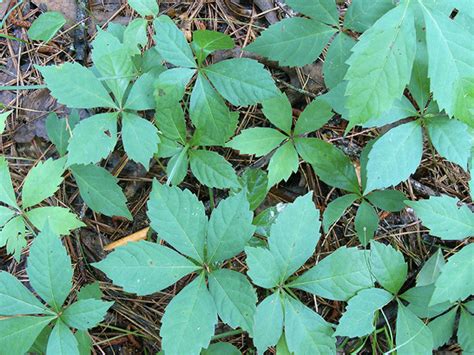 Identifying Poison Ivy Mississippi State University Extension Service