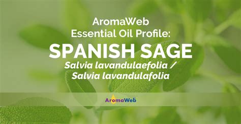 Spanish Sage Essential Oil Profile Benefits And Uses Aromaweb