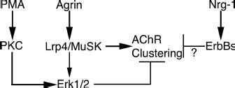 Summary Of Results Agrin Strongly Activates Lrp Musk To Induce Achr