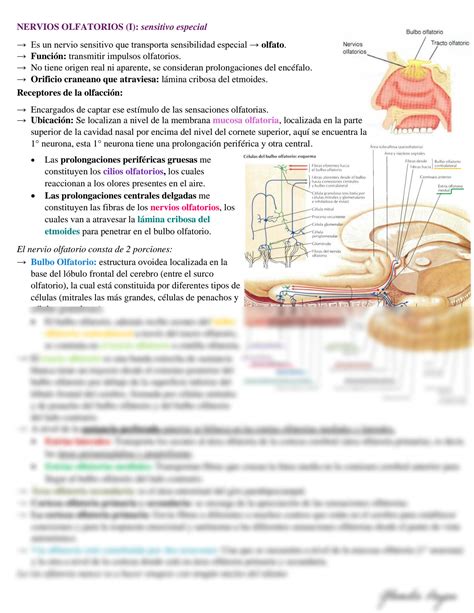 SOLUTION 11 Nervios Craneales Resumen Studypool