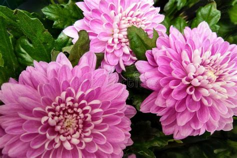 Pink and Purple Chrysanthemums. Chrysanthemum Wallpaper. Floral ...