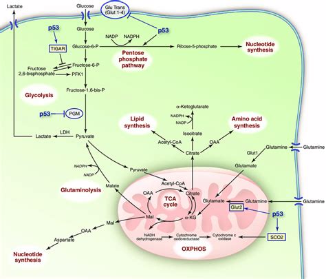 Krebs Cycle Lactic Acid at Ike Fordyce blog 