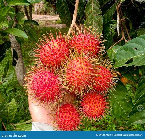 Rambutan Fruit White Flesh Sweet Delicious Thai Fruit Seasonal