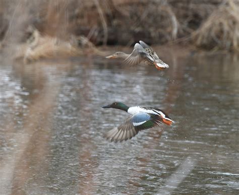 Idnr Announces Schedule Of Waterfowl Blind Site Drawings Shaw Local