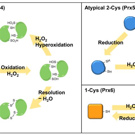 The Protective Roles Of Prdxs In The Pathogenesis Of CVD Prdx 1 2