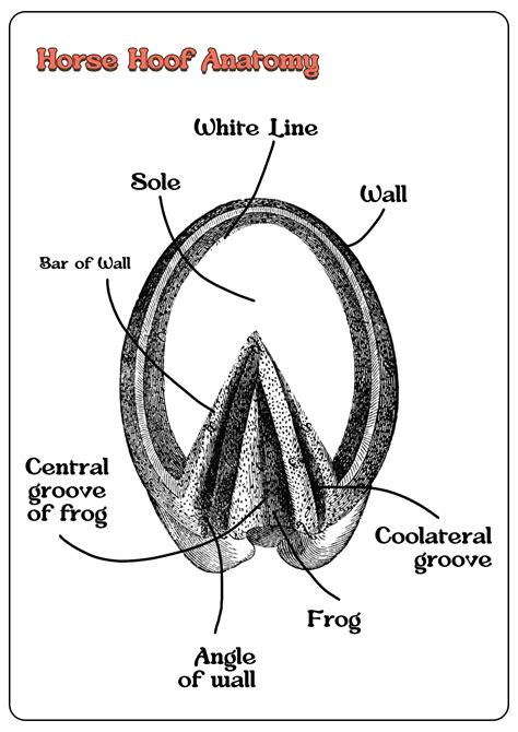 Horse Hoof Anatomy Diagram