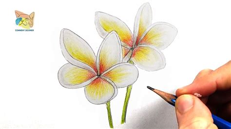 Comment Dessiner Une Fleur Hawaienne YouTube