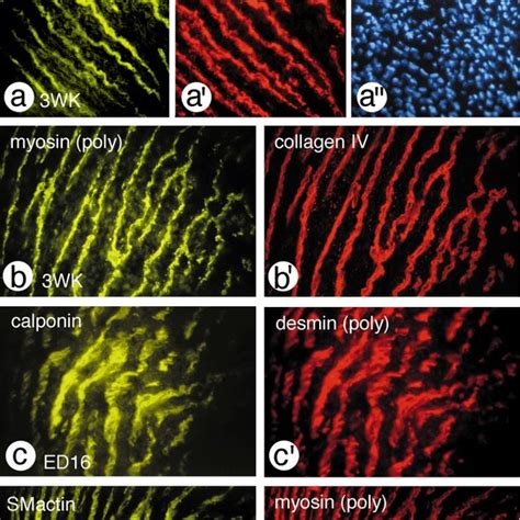 Double Immunofluorescence Staining Of Frozen Sections Of The Aortic Download Scientific Diagram