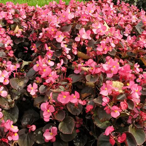 Eisbegonie Begonia Semperflorens Zulauf Gartencenter