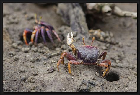 Purple Fiddler Crab