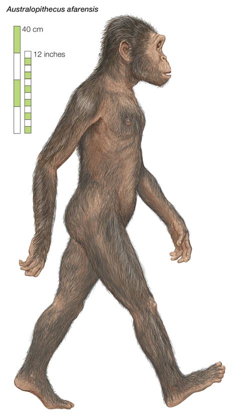 Australopithecus Human Ancestor Evolution Fossils Britannica