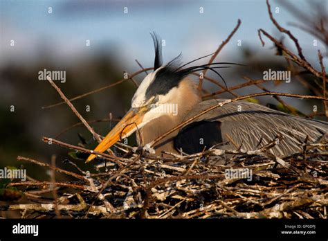 Heron Blue Eggs Hi Res Stock Photography And Images Alamy