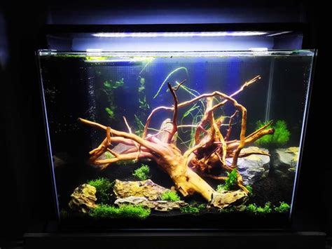 11 Types of the Best Driftwood for Your Aquarium (Pictures)