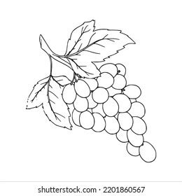 Beautiful Grapes Line Art Imagesgrapes Outline Stock Vector (Royalty ...