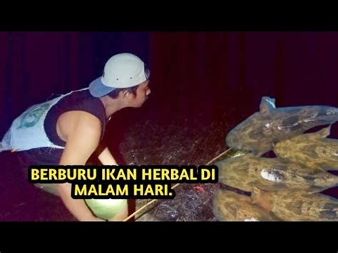 MANCING IKAN BETUTU DI MALAM HARI Berburu Ikanherbal Ikanbetutu