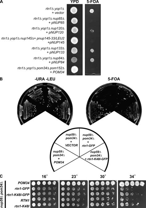 Genetic interactions for the rtn1Δ yop1Δ mutant with mutants in genes ... 