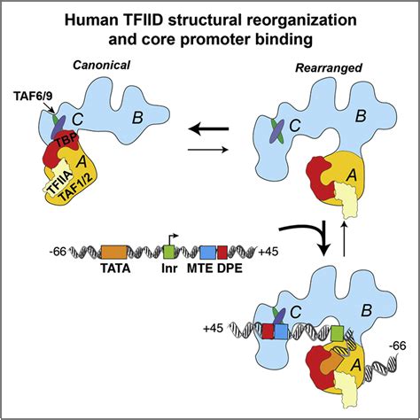 Human Tfiid Binds To Core Promoter Dna In A Reorganized Structural