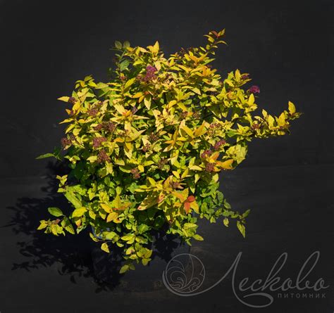 Спирея японская (Spiraea japonica `Little Flame`) - Спирея японская ...