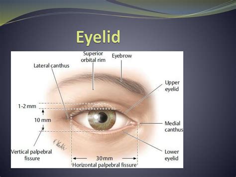 Solution Eyelid And Lacrimal System Studypool